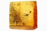 Fantastic Fossil Pseudoscorpion (Neobisidae) In Baltic Amber #349449-1
